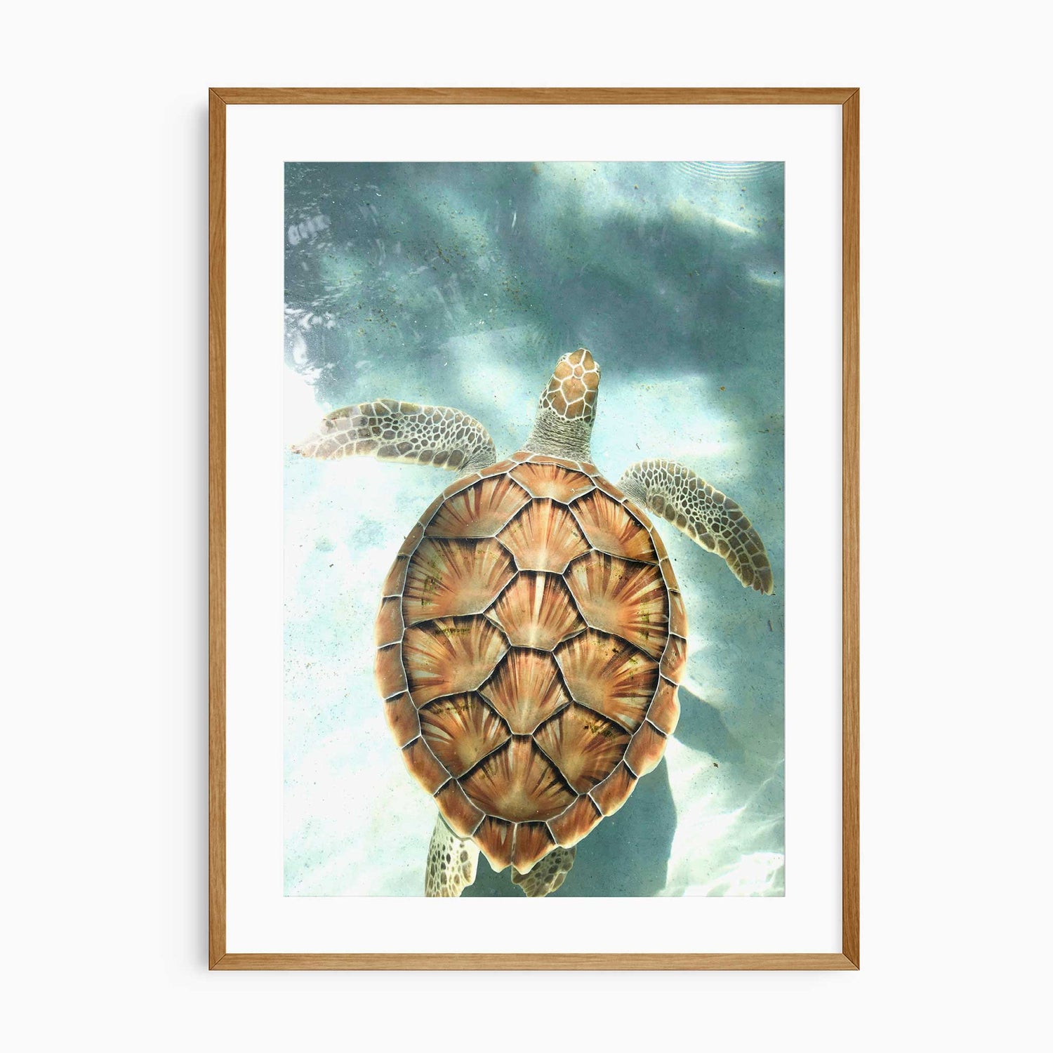Sea turtle wall art print photographed underwater with a natural-toned shell, perfect for ocean and coastal home decor.