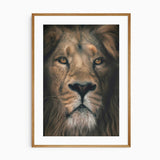 Close up of a lion's face, focusing on the lower mane and mouth, with detailed fur and whiskers, living room prints