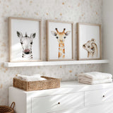 Coordinated lion cub, giraffe and zebra watercolour prints for a toddler bedroom, with animal portraits on white backgrounds.