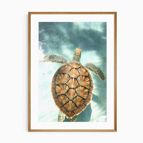 Sea turtle wall art print photographed underwater with a natural-toned shell, perfect for ocean and coastal home decor.
