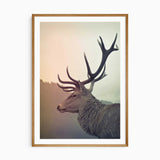 Stag wall art print showing a close deer portrait with prominent antlers, a soft misty background and a white border