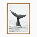 ocean wall art print for teen boy room with whale tail and white border
