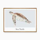 Watercolour sea turtle print in brown and soft sage tones on a pale blue-grey panel, with a white border and animal name.
